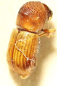 <i>Trypodendron signatum</i>