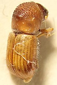 <i>Trypodendron signatum</i>