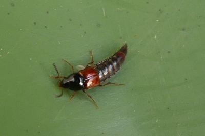 <i>Mycetoporus</i>