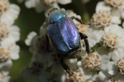 <i>Hoplia coerulea</i>