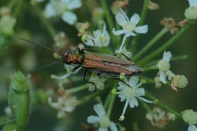 <i>Oedemera nobilis</i>