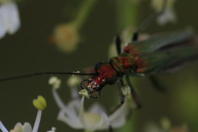 <i>Oedemera nobilis</i>