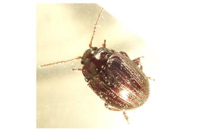 <i>Chrysolina americana</i>