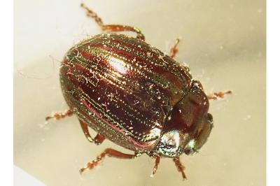 <i>Chrysolina americana</i>