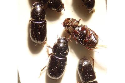 <i>Calamosternus granarius</i>