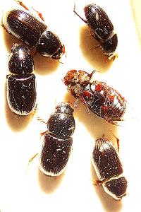 <i>Calamosternus granarius</i>