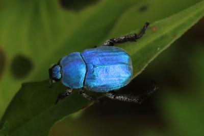 <i>Hoplia coerulea</i>