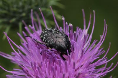 <i>Oxythyrea funesta</i>