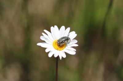 <i>Oxythyrea funesta</i>