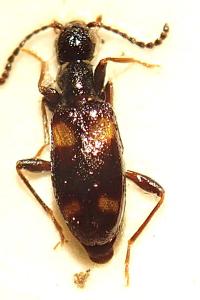 <i>Omonadus bifasciatus</i>