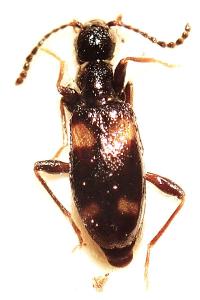 <i>Omonadus bifasciatus</i>