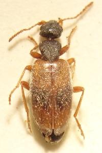 <i>Anthicus sellatus</i>