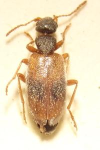 <i>Anthicus sellatus</i>