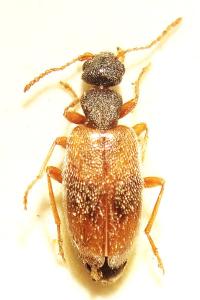 <i>Anthicus sellatus</i>