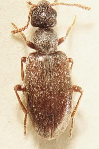 <i>Anthicus flavipes</i>