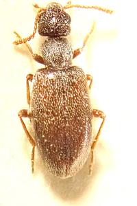 <i>Anthicus flavipes</i>