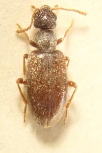 <i>Anthicus flavipes</i>