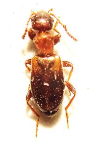 <i>Omonadus floralis</i>