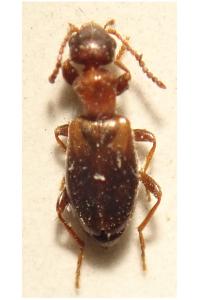 <i>Omonadus floralis</i>