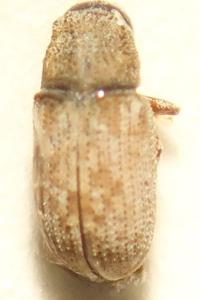 <i>Pteleobius vittatus</i>