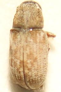 <i>Pteleobius vittatus</i>