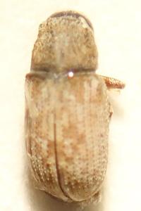 <i>Pteleobius vittatus</i>