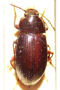 <i>Nalassus laevioctostriatus</i>
