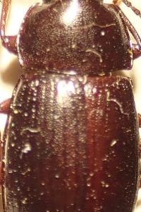 <i>Nalassus laevioctostriatus</i>