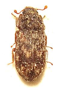 <i>Synchita undata</i>