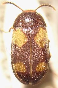 <i>Mycetophagus quadripustulatus</i>