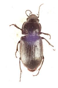 <i>Anisodactylus signatus</i>
