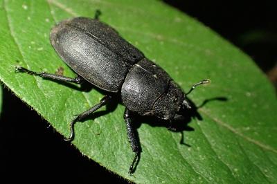 <i>Dorcus parallelipipedus</i>