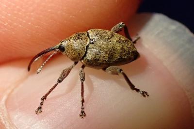 <i>Curculio</i>