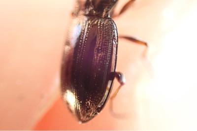 <i>Notiophilus rufipes</i>