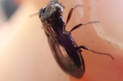 <i>Notiophilus rufipes</i>