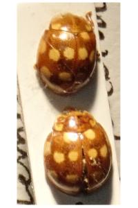 <i>Calvia quatuordecimguttata</i>
