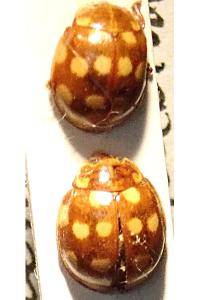 <i>Calvia quatuordecimguttata</i>