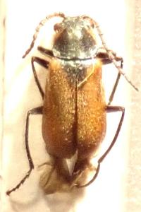 <i>Malachius scutellaris</i>