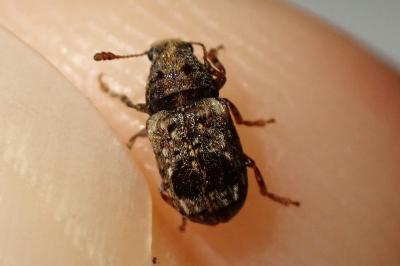 <i>Pseudeuparius sepicola</i>