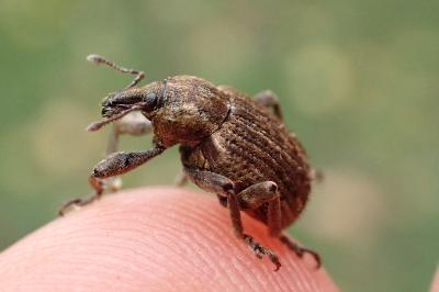 <i>Brachypera zoilus</i>