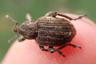 <i>Brachypera zoilus</i>