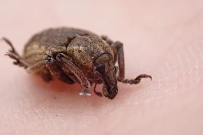 <i>Brachypera zoilus</i>