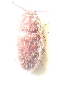 <i>Cryptophagus lycoperdi</i>