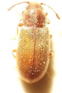 <i>Cryptophagus acutangulus</i>