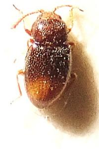 <i>Atomaria mesomela</i>