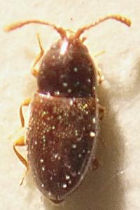 <i>Atomaria diluta</i>