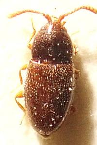 <i>Atomaria diluta</i>