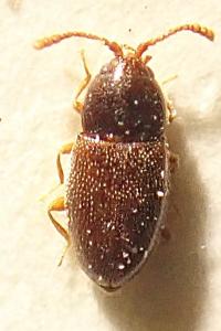 <i>Atomaria diluta</i>