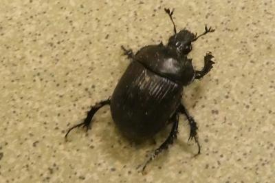 <i>Typhaeus typhoeus</i>