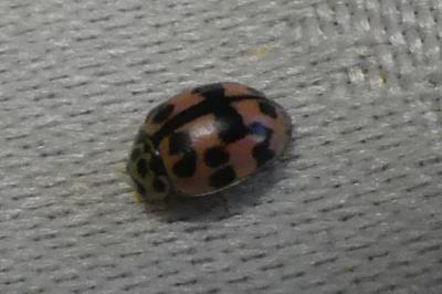 <i>Oenopia conglobata</i>